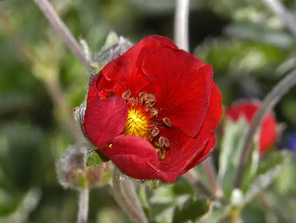 Rosy Cinquefoil