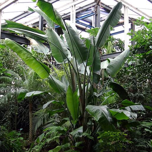 White Bird Of Paradise