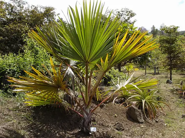 Red Latan Palm