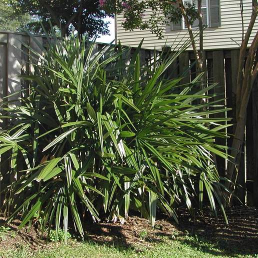 Porcupine Palm