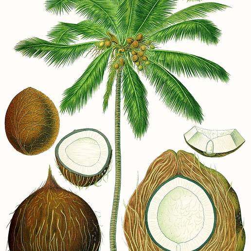 Kelapa