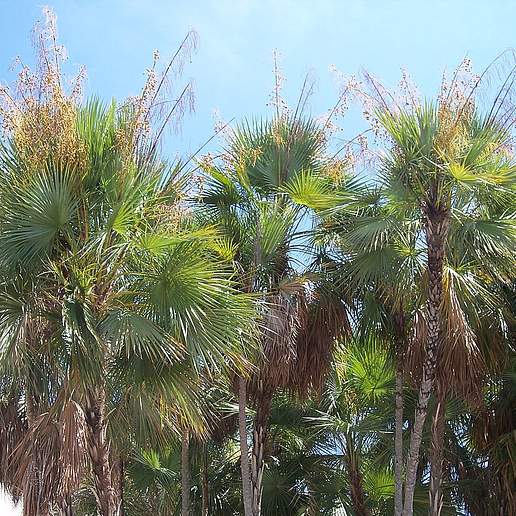 Saw Cabbage Palm