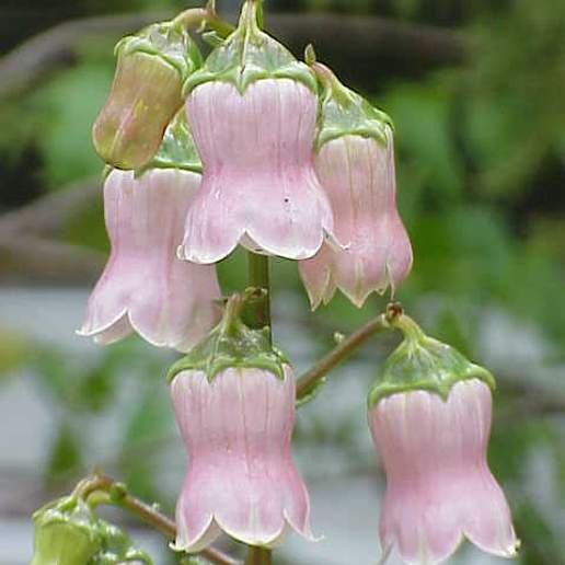 Azores Bellflower