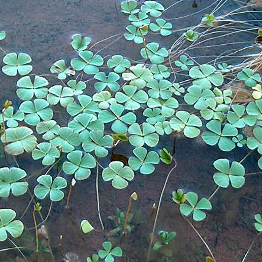 Hairy Water Clover