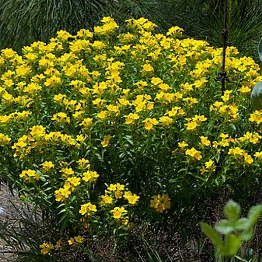Hairy Puccoon