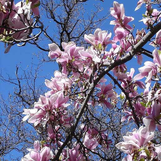 Saucer Magnolia