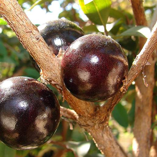 Jaboticaba