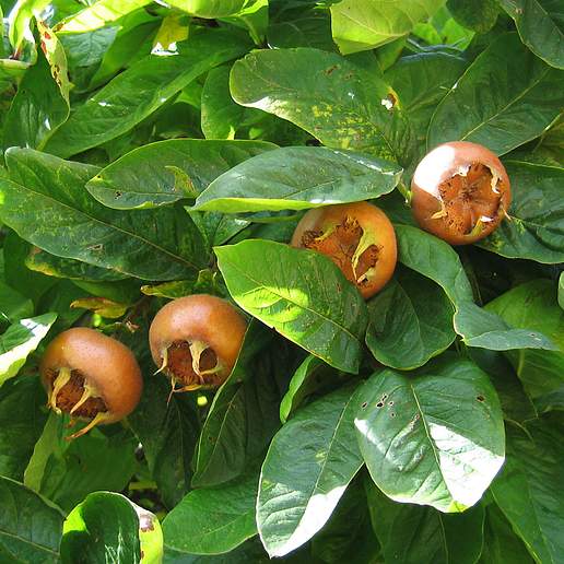 Common Medlar