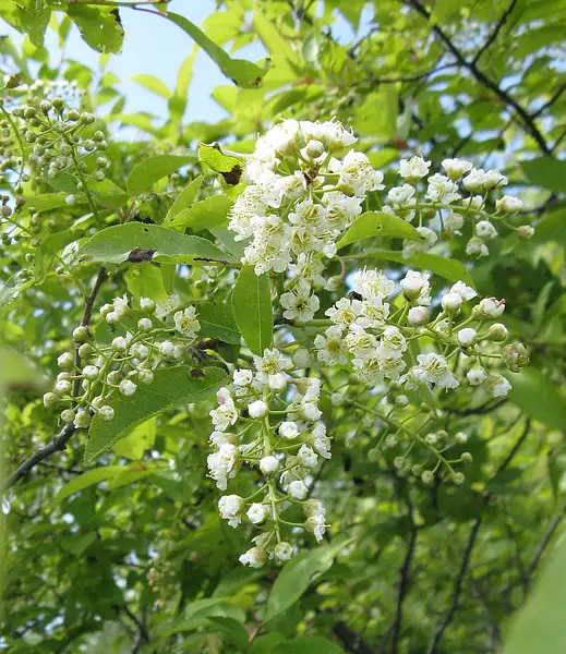 Bitter Berry