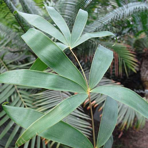 Bamboo Cycad