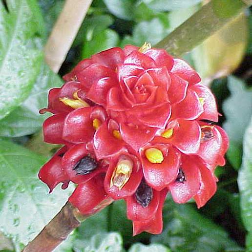 Torch Ginger