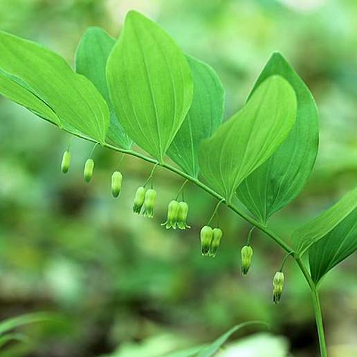 Downy Solomon's Seal