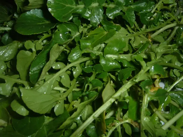 Southern Watercress