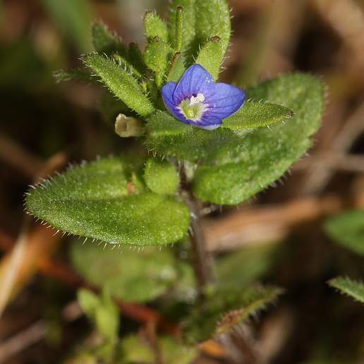 Wall Speedwell