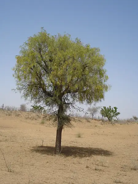 Mesquite