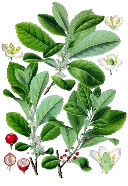 Brazilian Tea