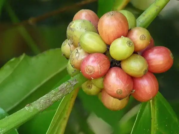 Congo Coffeetree