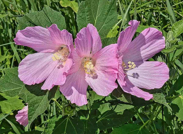 Swamp Rosemallow