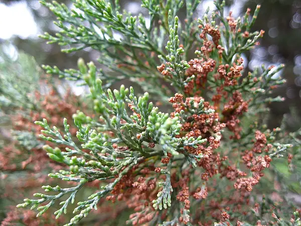 Oyster Bay Pine