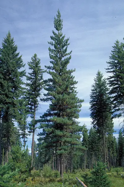 Idaho White Pine