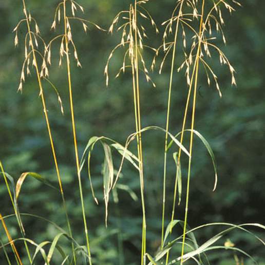 Hairy Woodland Brome