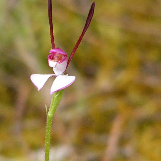 Caladenia Macrophylla