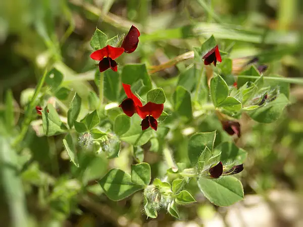Asparagus Pea