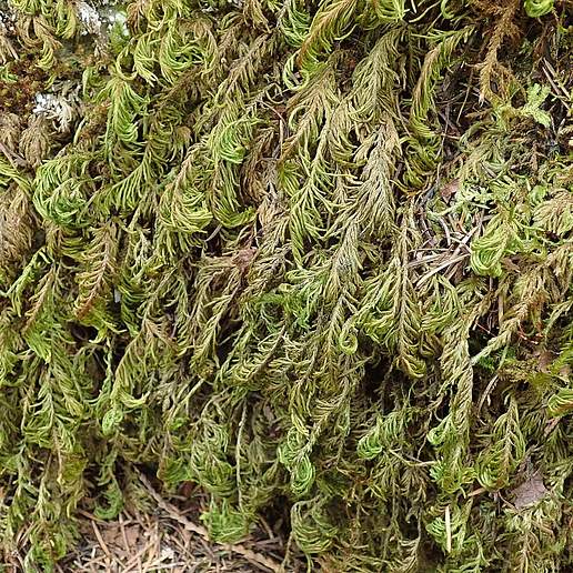 Dendroalsia Abietina