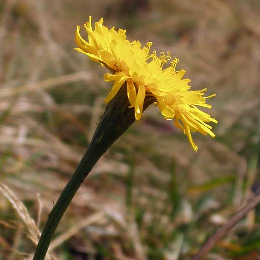 Leontodon Pyrenaicus
