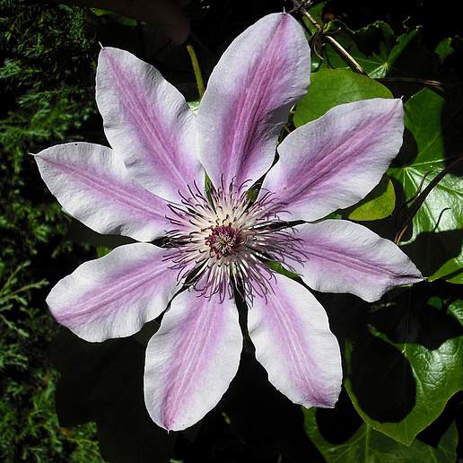 Clematis Samaritan 'Jo'