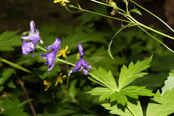 Columbia Monkshood