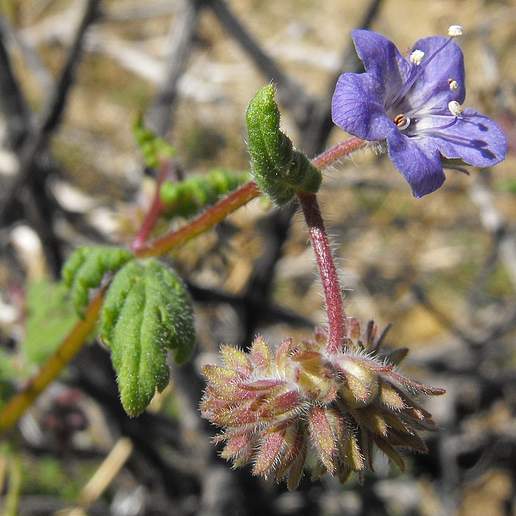 Distant Scorpionweed