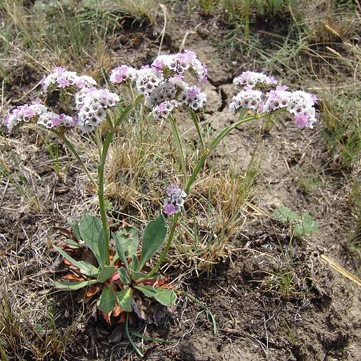 Taxanthema Conspicua