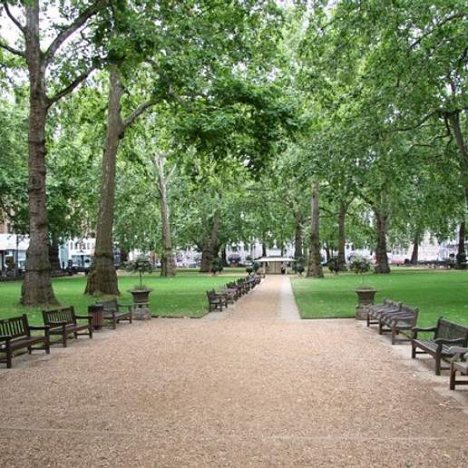 Platanus X Hispanica