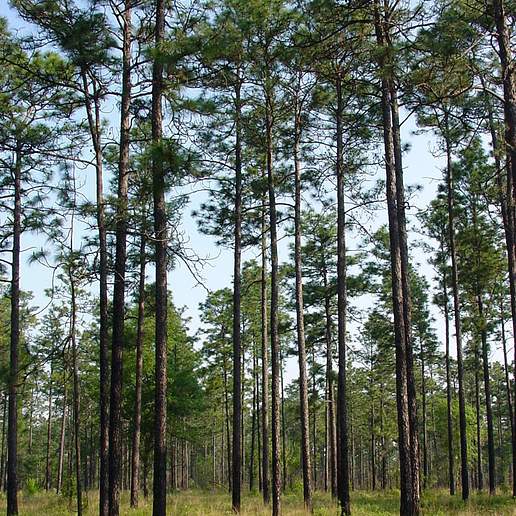 Longleaf Yellow Pine