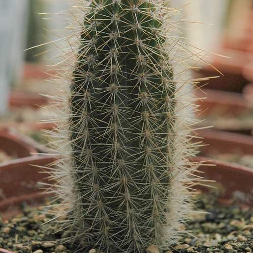 Armatocereus Godingianus