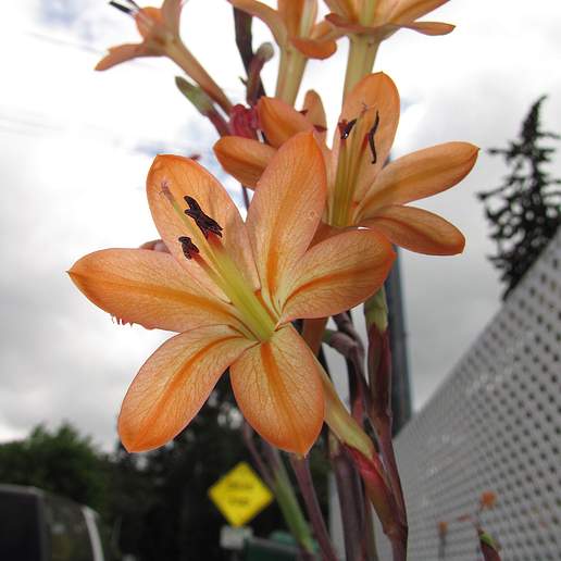 Bulbil Watsonia
