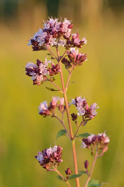 Common Marjoram