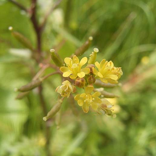 Yellow Cress