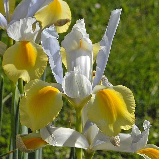 Dutch Iris