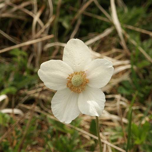 Snowdrop Anemone