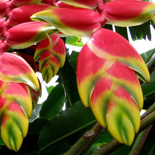 Hanging Heliconia