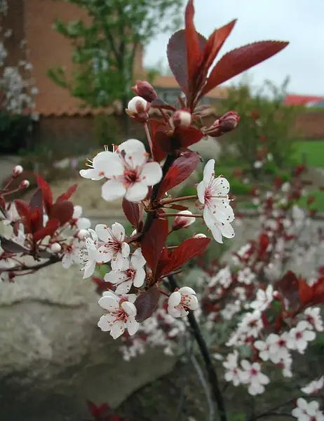 Red Leaf Sand Cherry