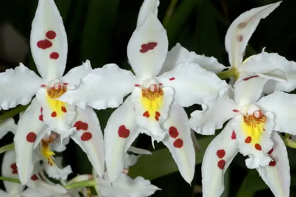 Oncidium Alexandrae