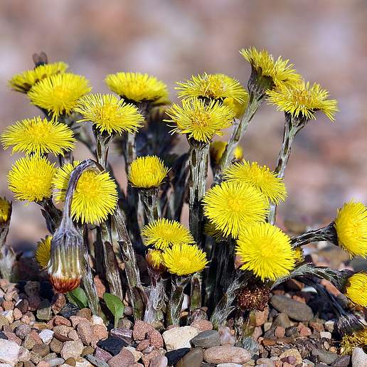 Coltsfoot