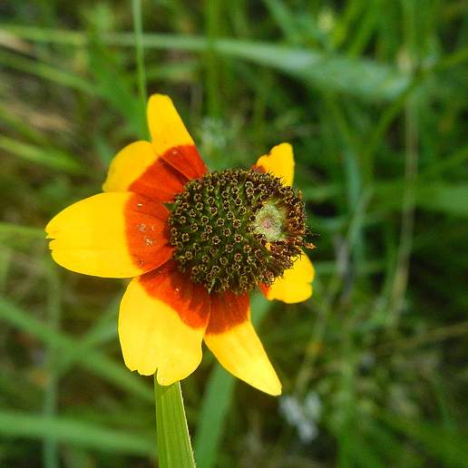 Clasping Leaved Coneflower