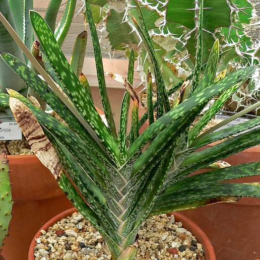Gasteria Gracilis