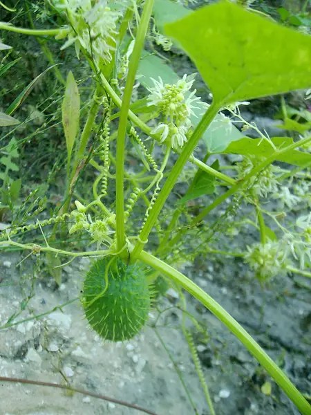 Wild Balsamapple