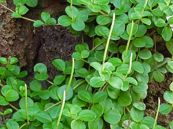 Peperomia Rotundifolia Jitterbug