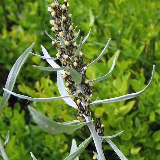 Norwegian Cudweed